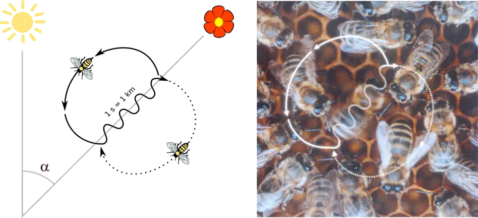 Bee Wiggle