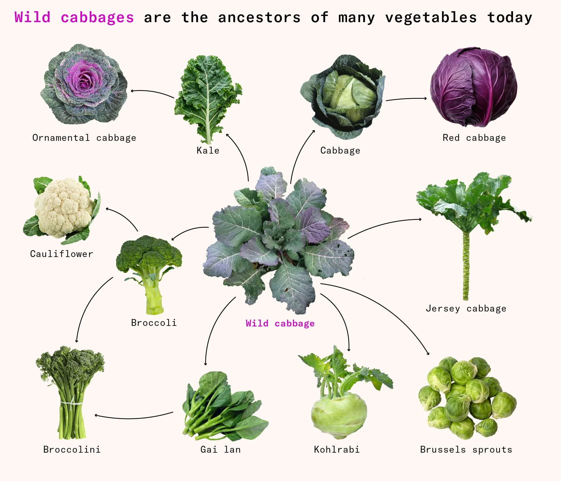 Wild cabbages are the ancestors of many vegetables today